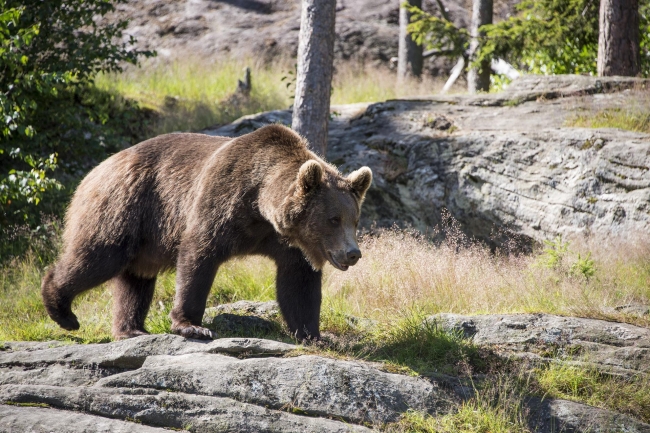 Veszélyes medvetámadások Szlovákiában